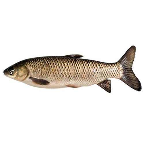 Amur bílý