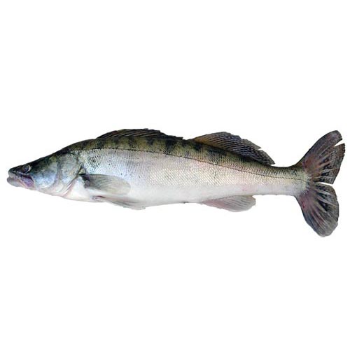 Candát obecný