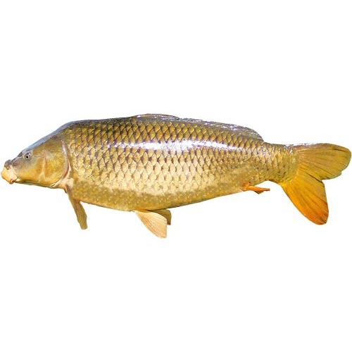 Kapr obecný